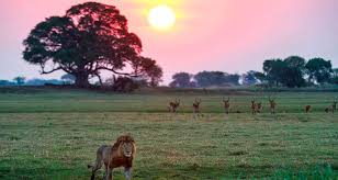 Zambia