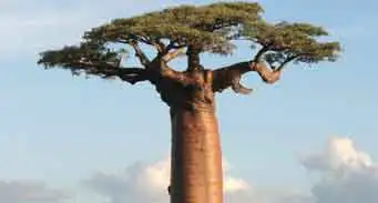 Africa